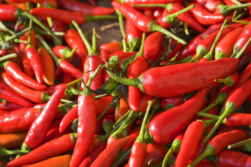 Piments rouges frais