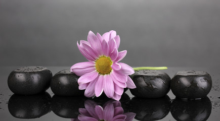 Fototapeta na wymiar Spa stones and flower with water drops on grey background