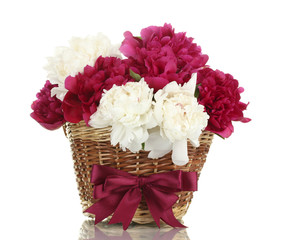 beautiful pink and white peonies in basket with bow isolated