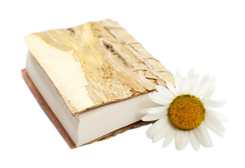 livre en bois et pâquerette marguerite