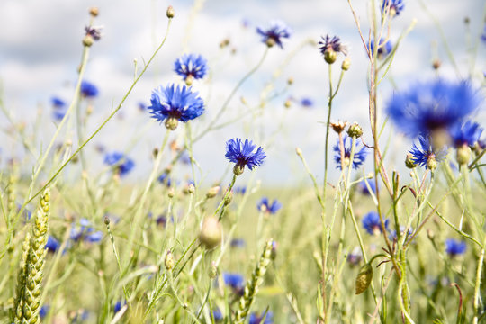 Kornblumen