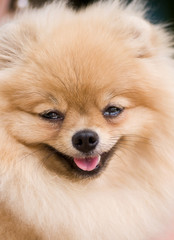 Ridiculous smiling spitz-dog