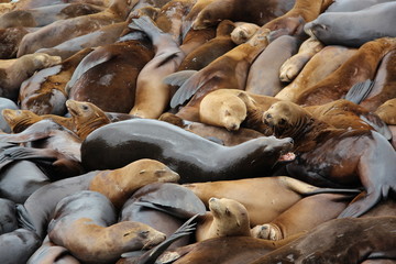 Seelöwen am Pier 39 (Fisherman's Wharf) in San Francisco
