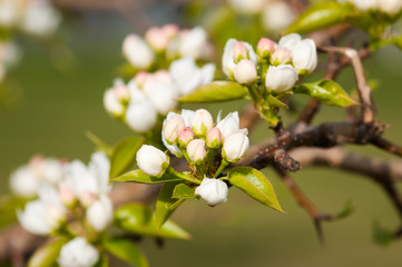 A blooming branch of apple tree in spring