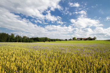 Kornblumen im Weizenfeld, Bayern