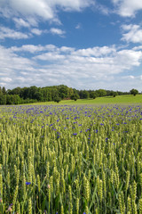 Kornblumen im Weizenfeld, Bayern