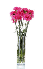 Beautiful pink carnations in glass vase isolated on white