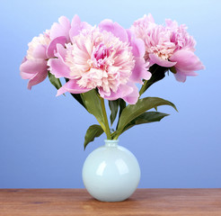 Three pink peonies in vase on wooden table on blue background