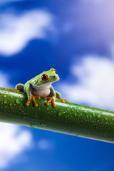 Frog, small animal red eyed