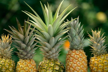 Several pineapples