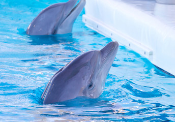 Naklejka premium delfino