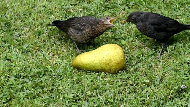 Jungvogel f&uuml;ttern (Drosseln)