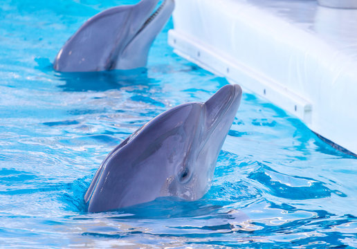 delfino