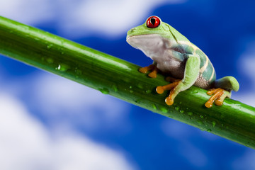 Tree frog	