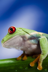 Red eyed green tree frog