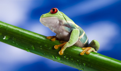 Frog, small animal red eyed