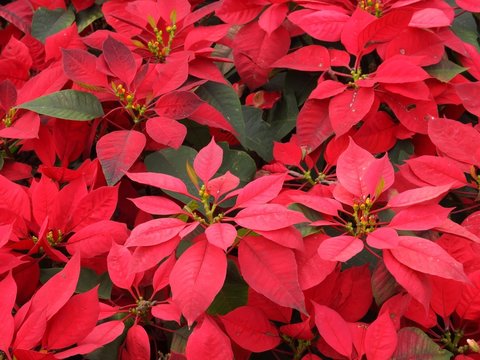 red Poinsettia flower