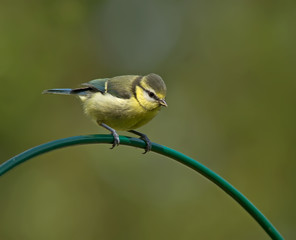 Fototapeta premium Blue Tit, juvenile, Cyanistes caeruleus