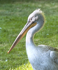 A Dalmatian Pelican