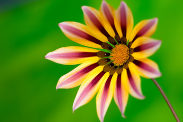 Gazania flower, close up