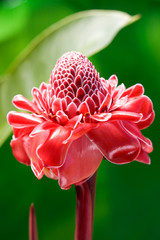 Torch Ginger( Etlingera elatior), close up. Hawaii, Maui, USA