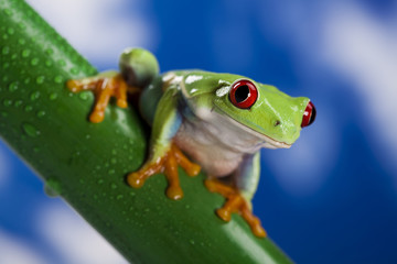 Frog and blue sky