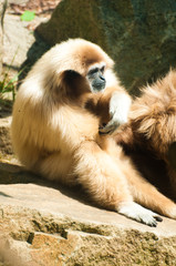 White-Handed Gibbon Sitting Down