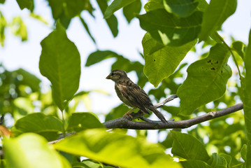 young sparrow in walnut tree