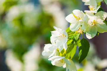 A blooming branch of apple tree in spring