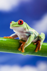 Tree frog	