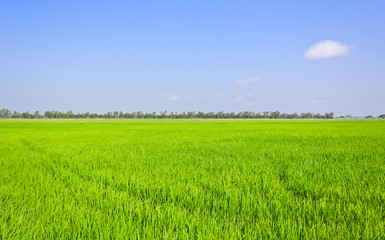 Paddy field in blue sky