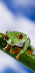 Tree frog	