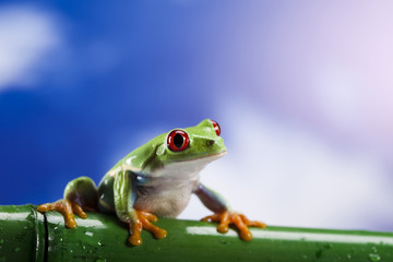 Green frog