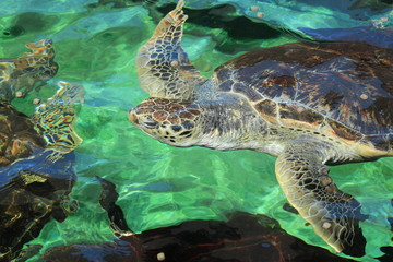 Obraz premium green sea turtle head to breathe