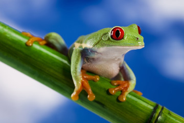 Red eye frog and blue sky