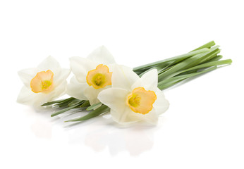 Fototapeta na wymiar Three lying daffodils