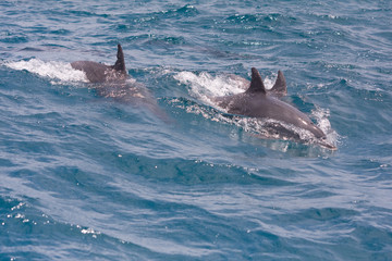 zwei Delfine © Carola G.