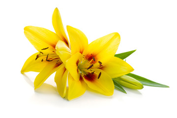 Obraz na płótnie Canvas Dwie żółte lily