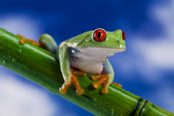 Frog and blue sky
