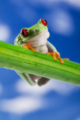 Red eye frog and blue sky