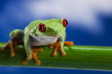 Frog