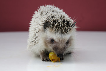 A hedgehog, small mammal with spiny hairs