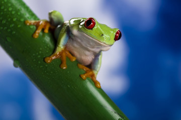 Green frog
