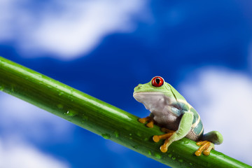 Green frog