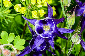 aquilegia flabellata