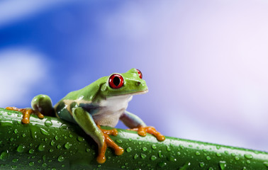 Tree frog	