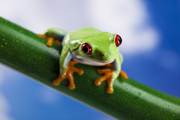 Red eyed green tree frog