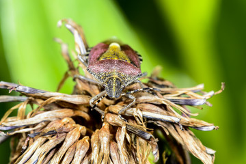 sloe bug, dolycoris baccarum