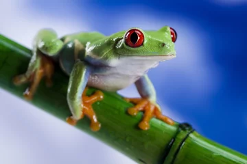 Crédence de cuisine en verre imprimé Grenouille Red eye frog and blue sky