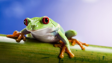 Frog